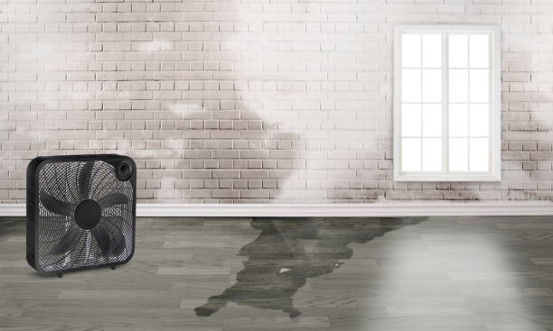 Best Sewage cleanup and water damage restoration  in Hanna City, IL